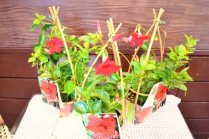 2010_0614_135741-dsc_0004