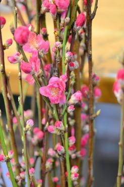 女の子のお祭り、おひなさま、桃の花入荷しました｜「ウチダ花店」　（千葉県市川市の花キューピット加盟店 花屋）のブログ